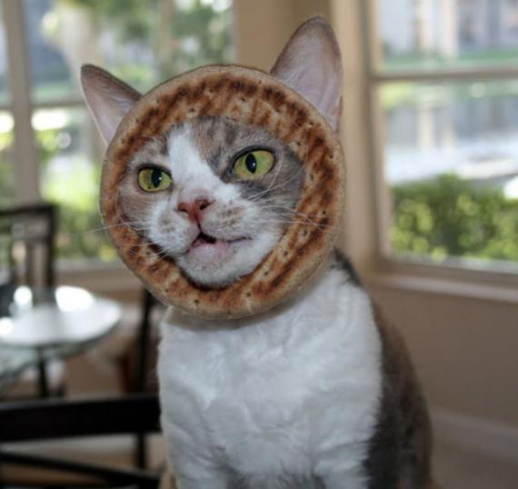 恶搞：面包片猫咪与厨师猫咪