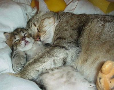 可爱猫咪的搞笑睡姿图片大全