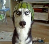 一会就有苍蝇来了 一会就有苍蝇来了