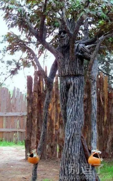 发现一只野生茂凯