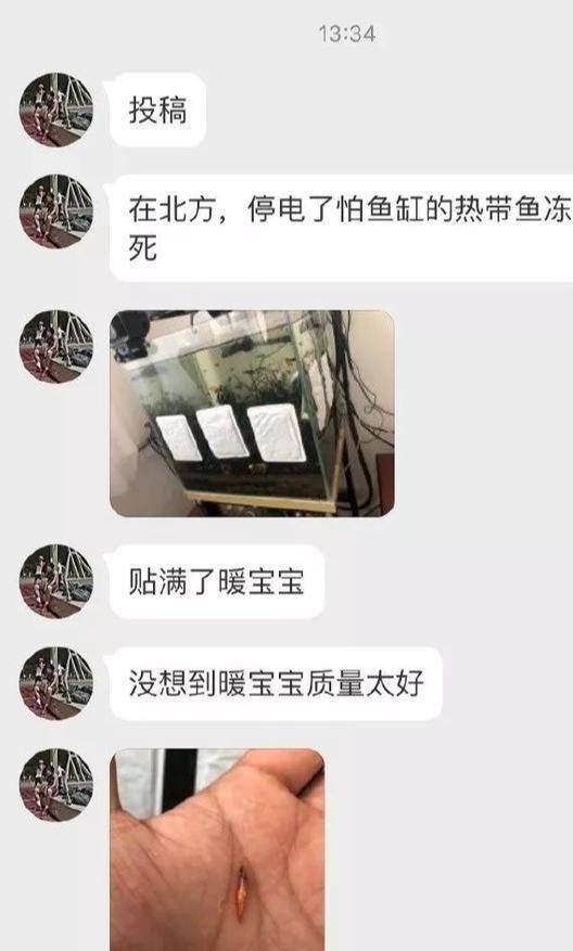 “停电了怕热带鱼冻死，给鱼缸贴了几个暖宝宝，结果…”哈哈哈哈