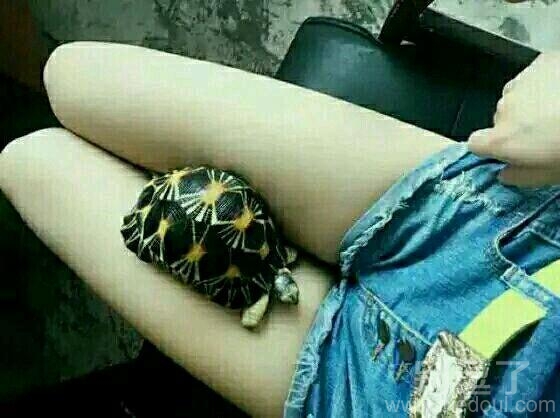 行走在妹子腿上的小乌龟。 行走在妹子腿上的小乌龟。