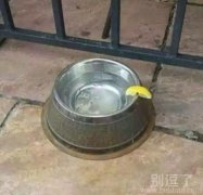 插一片柠檬果然很显逼格