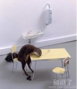 对生活绝望的松鼠