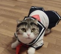 穿着小学生衣服的猫咪。