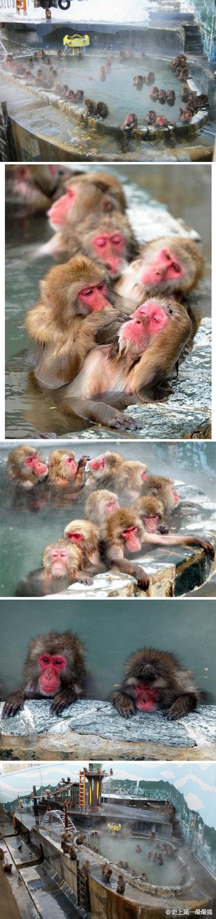 看它舒服的样子,真让人受不了 看它舒服的样子,真让人受不了