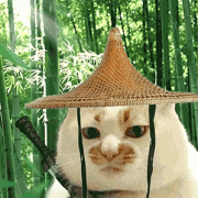 猫猫剑客 GIF 动图表情包