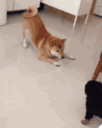 二哈今天忘记吃药了吧