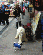 两只狗连一只单身狗都斗不过