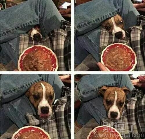 鼻子诚 不欺我也 鼻子诚 不欺我也