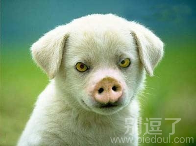 这是啥，猪狗不如吗- -