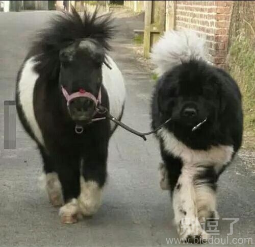 名副其实的忠犬攻？