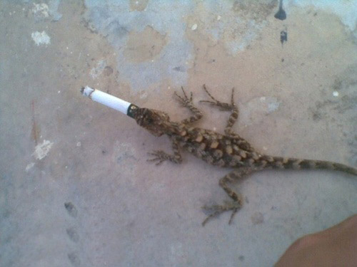 开心一刻,疯狂的动物图片。