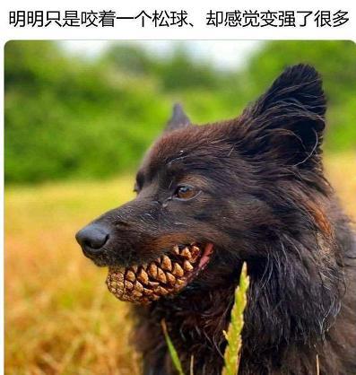 “种地被蛇给咬了,这是什么蛇啊?”兄弟挺住!哈哈哈哈哈哈哈~ “种地被蛇给咬了,这是什么蛇啊?”兄弟挺住!哈哈哈哈哈哈哈~