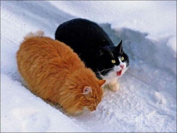 2只肥猫 惊叹... 啊