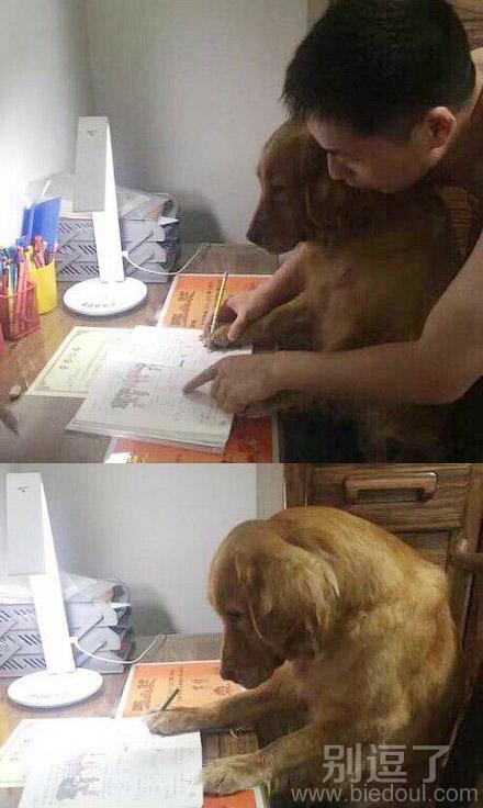 叫狗狗学习写字。