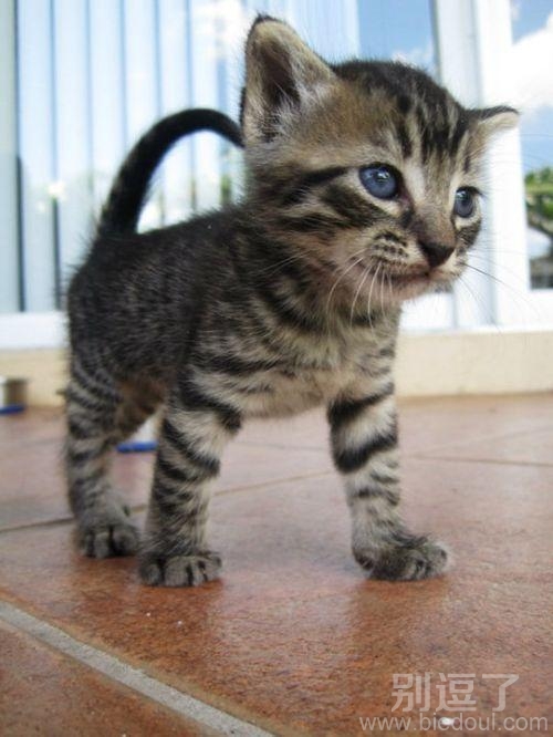 有伟猫风范,都跪下吧 有伟猫风范,都跪下吧