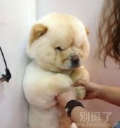 你作为一只狗，长成了熊样。