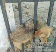 不要打扰它让它静静的思考汪生