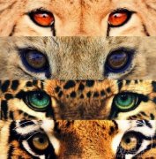 王者之眼，你喜欢那个。