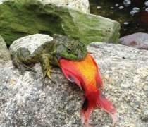 瘦弱强食，这能吃得下吗