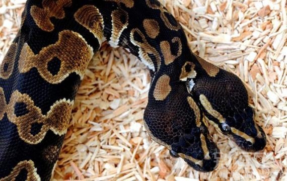 双头巨蛇，奇葩动物