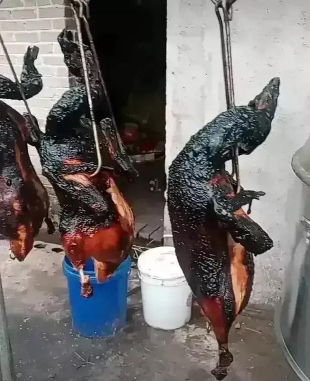 搞笑神评:40CM的裙子你们敢穿吗?太短了,我接受不了 搞笑神评:40CM的裙子你们敢穿吗?太短了,我接受不了