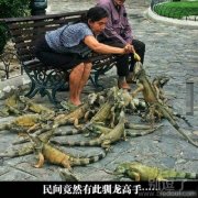 民间竟有如此训龙高手