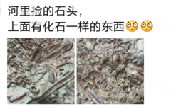 “河里捡的石头，样子像极了化石...”哈哈哈感觉评论在骗我！