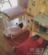 人家还上下铺呢! 人家还上下铺呢!