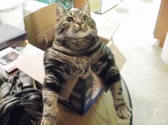 肥猫 老猫 丑猫，说谁呢