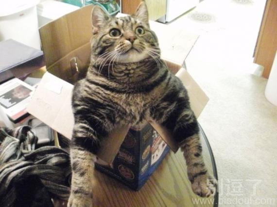 肥猫 老猫 丑猫，说谁呢