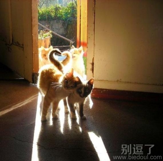 相亲相爱，两条尾巴很默契