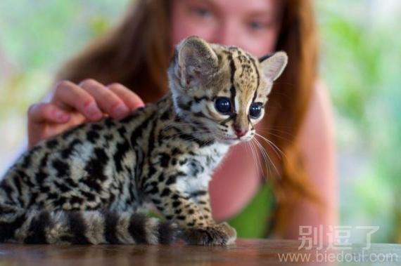 小豹子 花猫？挺可爱的呢