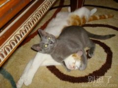 白猫被打败了呢。