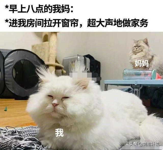 有一个不会做饭的妈妈是一种什么体验？差点把我笑过去！哈哈哈