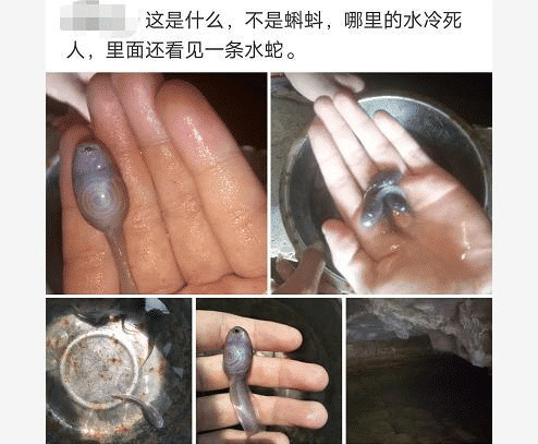 “游泳时捞的,摸着滑滑的,这是啥啊?”哇哈哈哈...怕不是水蛇吧? “游泳时捞的,摸着滑滑的,这是啥啊?”哇哈哈哈...怕不是水蛇吧?