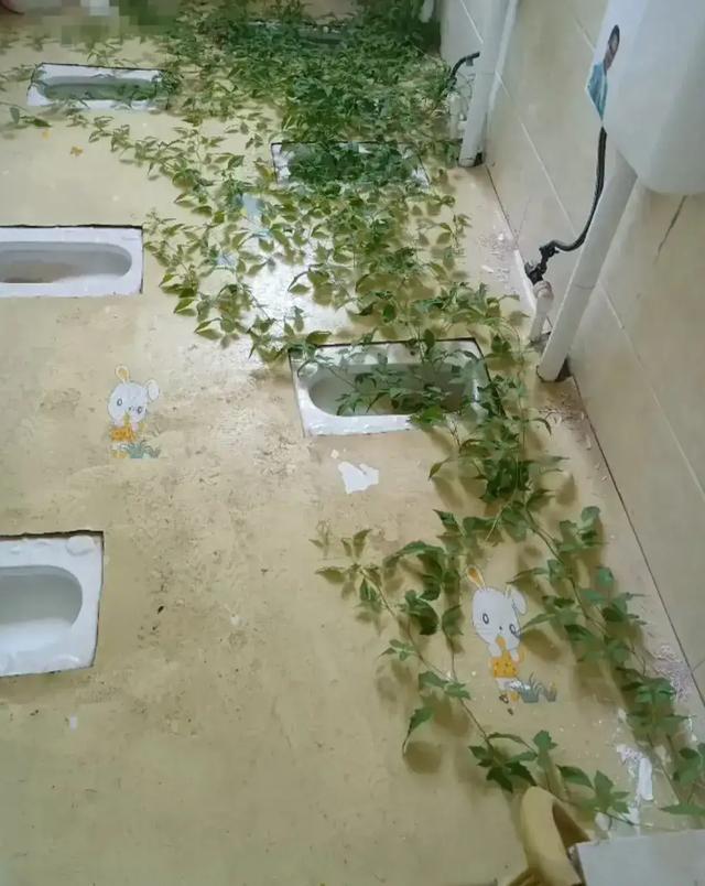 学生吃完西瓜上厕所后忘了冲水,暑假回来后,厕所变成西瓜地了 学生吃完西瓜上厕所后忘了冲水,暑假回来后,厕所变成西瓜地了