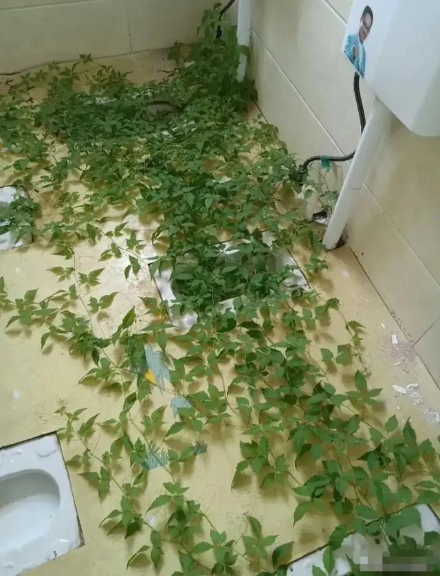 学生吃完西瓜上厕所后忘了冲水,暑假回来后,厕所变成西瓜地了 学生吃完西瓜上厕所后忘了冲水,暑假回来后,厕所变成西瓜地了