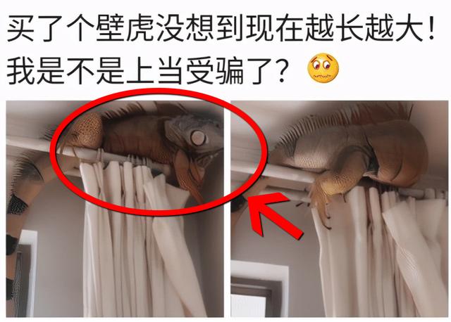 学生吃完西瓜上厕所后忘了冲水,暑假回来后,厕所变成西瓜地了 学生吃完西瓜上厕所后忘了冲水,暑假回来后,厕所变成西瓜地了