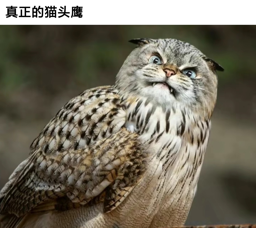 搞笑趣图:当我在全班人面前上台演讲,我的血液… 搞笑趣图:当我在全班人面前上台演讲,我的血液…