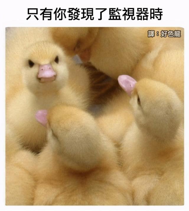 每日沙雕:我前脚刚走,我后脚就跟上了 每日沙雕:我前脚刚走,我后脚就跟上了