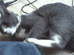 爆笑gif 喵星人这是无聊到了一定的境界