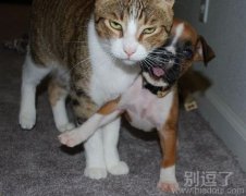 猫朋一家，别生气，让我来