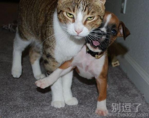猫朋一家，别生气，让我来