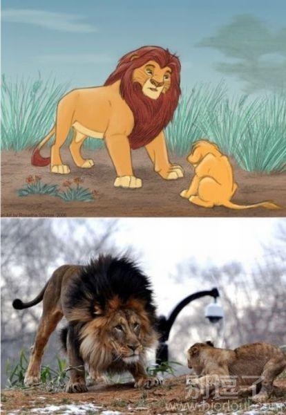 现实版狮子王，哈哈