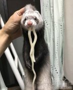 是谁偷吃了面条? 是谁偷吃了面条?