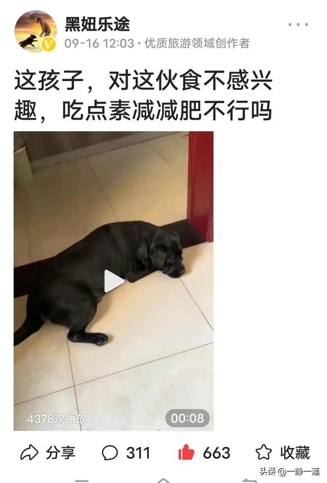 我和黑妞的聊天记录(44) 我和黑妞的聊天记录(44)