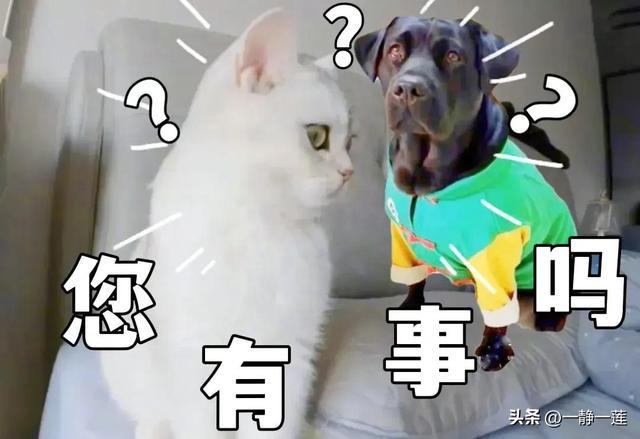 我和黑妞的聊天记录(44) 我和黑妞的聊天记录(44)