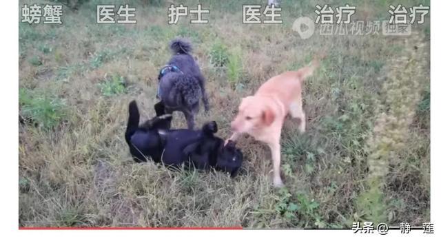 我和黑妞的聊天记录(44) 我和黑妞的聊天记录(44)